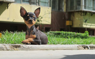 小鹿犬饲养有什么注意点