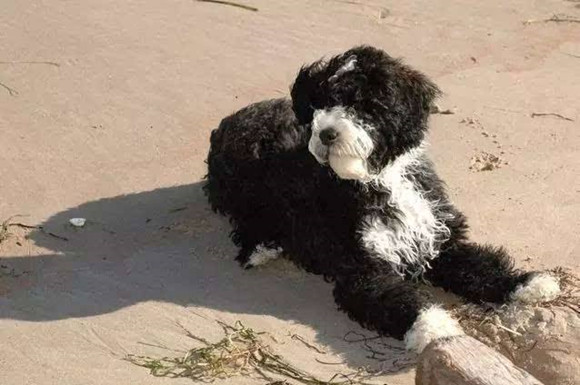 葡萄牙水犬一天吃几顿 葡萄牙水犬一天吃几顿