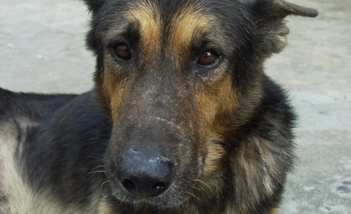 中国昆明犬吐了需要怎么办