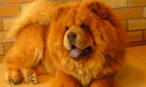 怎么判断松狮犬得了什么病