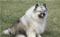 荷兰毛狮犬聪明吗