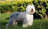 古代英国牧羊犬的寿命一般是多久