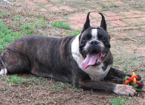 德国拳师犬喜欢什么