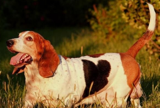 巴吉度犬掉毛吗