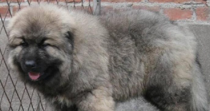 高加索犬该怎么喂养 高加索犬该怎么喂养