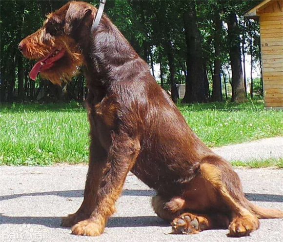 猎梗犬打猎缺点优点图片