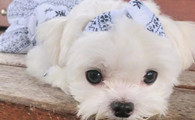 马尔济斯犬需要训练什么
