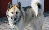 格陵兰犬多少钱一只