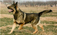 中国昆明犬攻击性很强吗