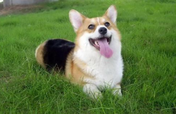 柯基犬干燥拉不出屎怎么办