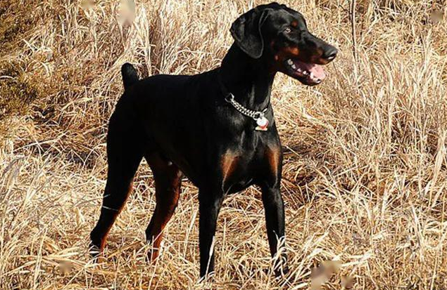 说完多伯曼犬多伯曼犬多大可以产仔,下面我们来说说