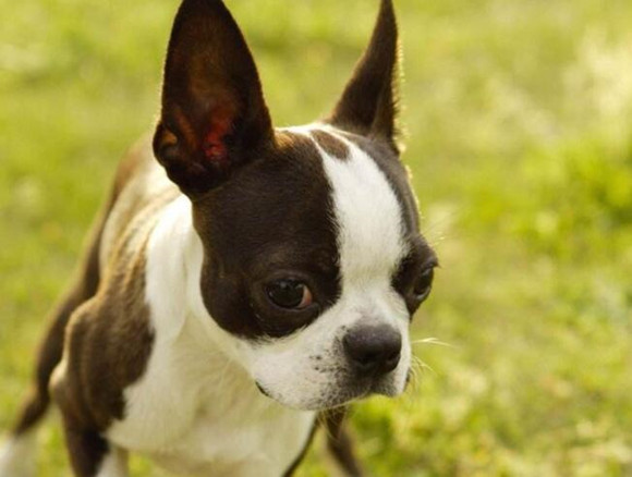 波士顿梗是禁养犬吗