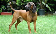 养汉诺威猎犬注意事项