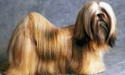 拉萨犬什么颜色好