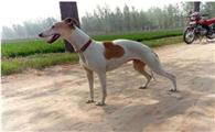 惠比特犬怎么训练才听话