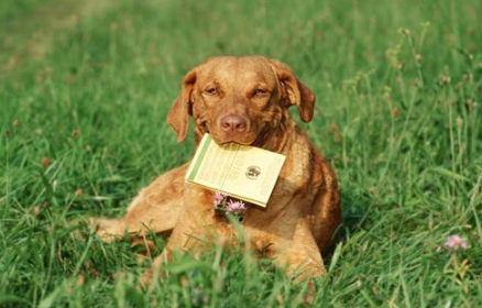 怎么判断乞沙比克猎犬得了什么病 怎么判断乞沙比克猎犬得了什么病