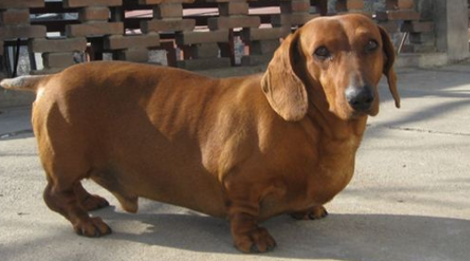 腊肠犬训练技巧有哪些