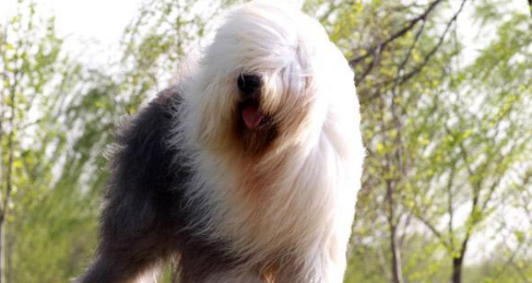 古代长须牧羊犬的饲养要点有哪些 古代长须牧羊犬的饲养要点有哪些