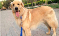 霍夫瓦尔特犬的毛色有几种