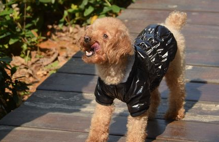 泰迪犬不能吃什么 泰迪犬不能吃什么