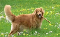 霍夫瓦尔特犬多大产仔