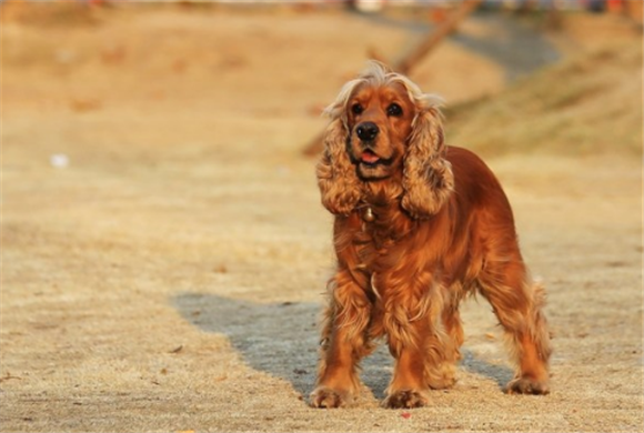 赛级美卡犬图片图片