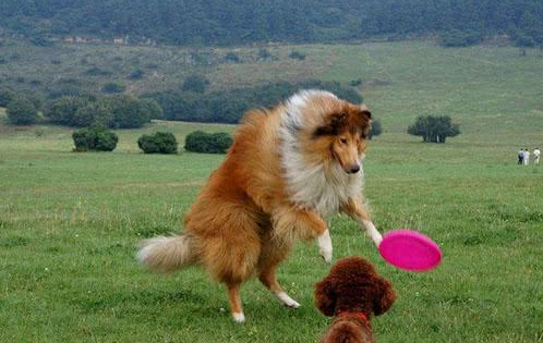 苏格兰牧羊犬的性格外貌特征 苏格兰牧羊犬的性格外貌特征