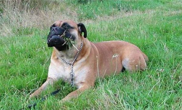 马士提夫犬的用途是什么