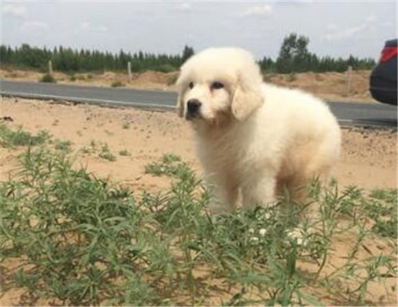 养大白熊犬注意事项