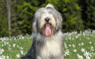 古代长须牧羊犬如何训练