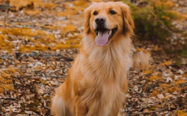霍夫瓦尔特犬如何训练 霍夫瓦尔特犬如何训练