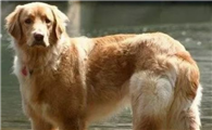 霍夫瓦尔特犬吃多了拉稀怎么办
