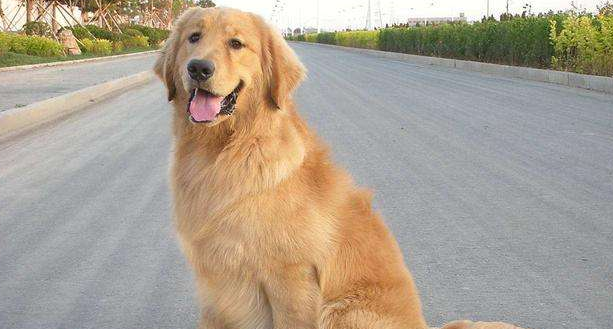 霍夫瓦尔特犬聪明吗