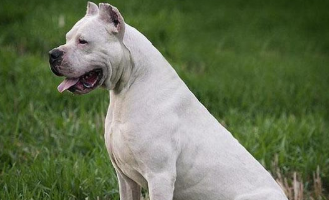 狗狗打架实力排行榜2021 杜高犬战斗力排第几名 狗狗打架实力排行榜2021 杜高犬战斗力排第几名