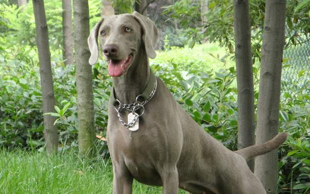 魏玛犬吃多了拉稀怎么办