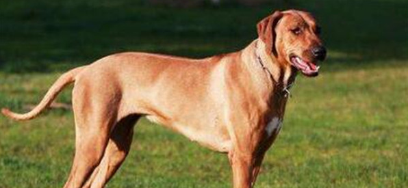 格雷伊猎犬该怎么喂养 格雷伊猎犬该怎么喂养