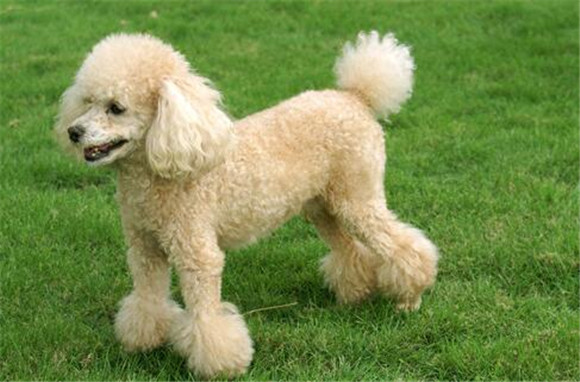 怎么判断贵宾犬得了什么病