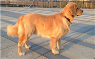 霍夫瓦尔特犬的起源和历史