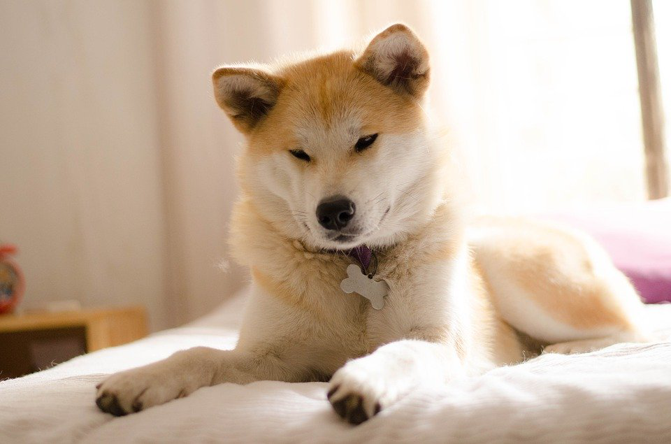 想买到满意的秋田犬,不看这些技巧怎么行? 想买到满意的秋田犬,不看这些技巧怎么行?