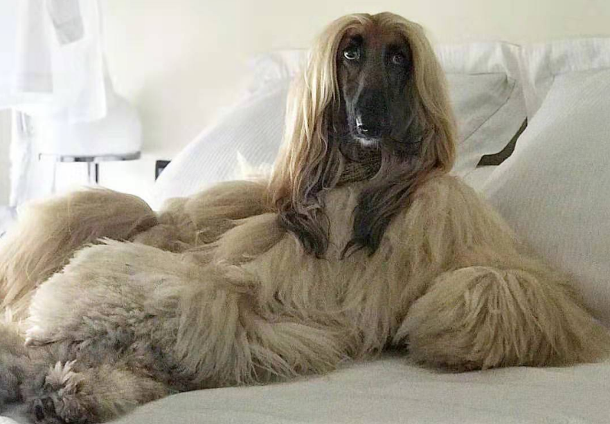 阿富汗猎犬生活习惯