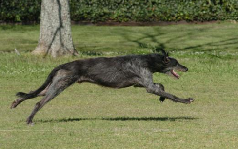 苏格兰猎鹿犬的性格外貌特征 苏格兰猎鹿犬的性格外貌特征