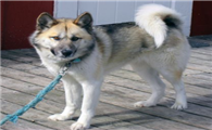 格陵兰犬训练技巧有哪些