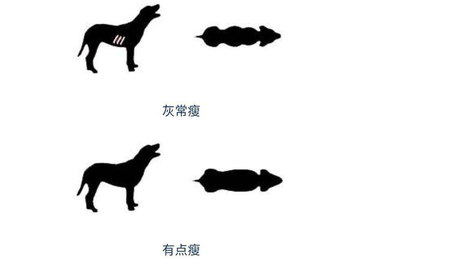 狗狗胖瘦标准图 狗几个月体型定型 狗狗胖瘦标准图 狗几个月体型定型