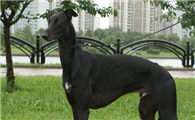 灵缇犬的性格外貌特征