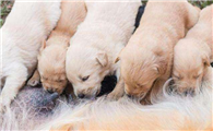 一窝幼犬怎么选出凶猛的选老几比较好