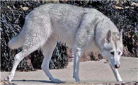 什么东西捷克狼犬不能吃