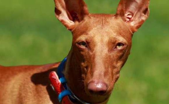 法老王猎犬吃多了拉稀怎么办