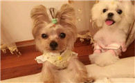 马尔济斯犬的性格外貌特征