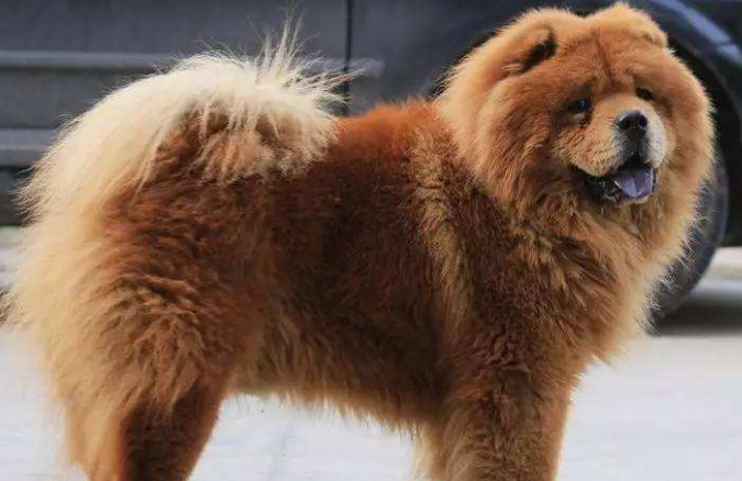 十大适合家养的大型犬