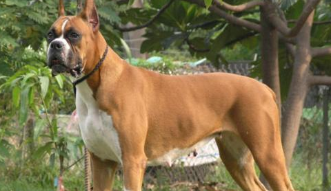 德国拳师犬的用途是什么 德国拳师犬的用途是什么